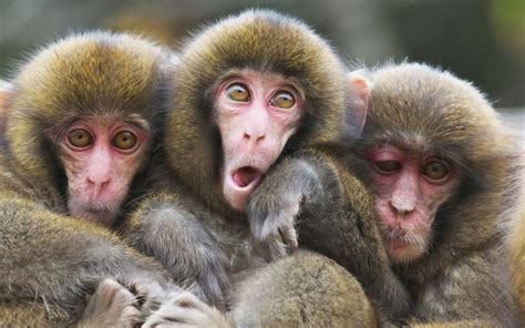 The look mom gives you when you messed up. . Pic of three monkeys